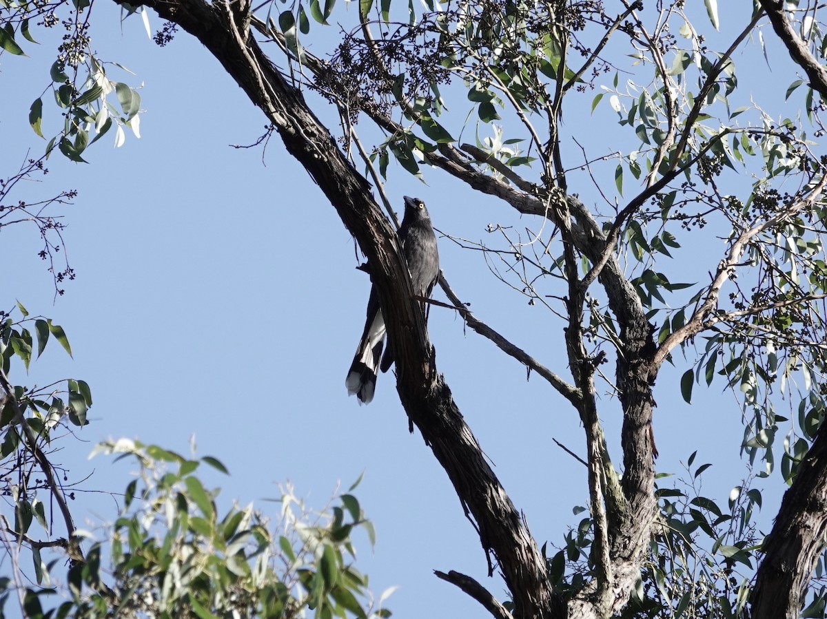 Pied Currawong - ML620881461