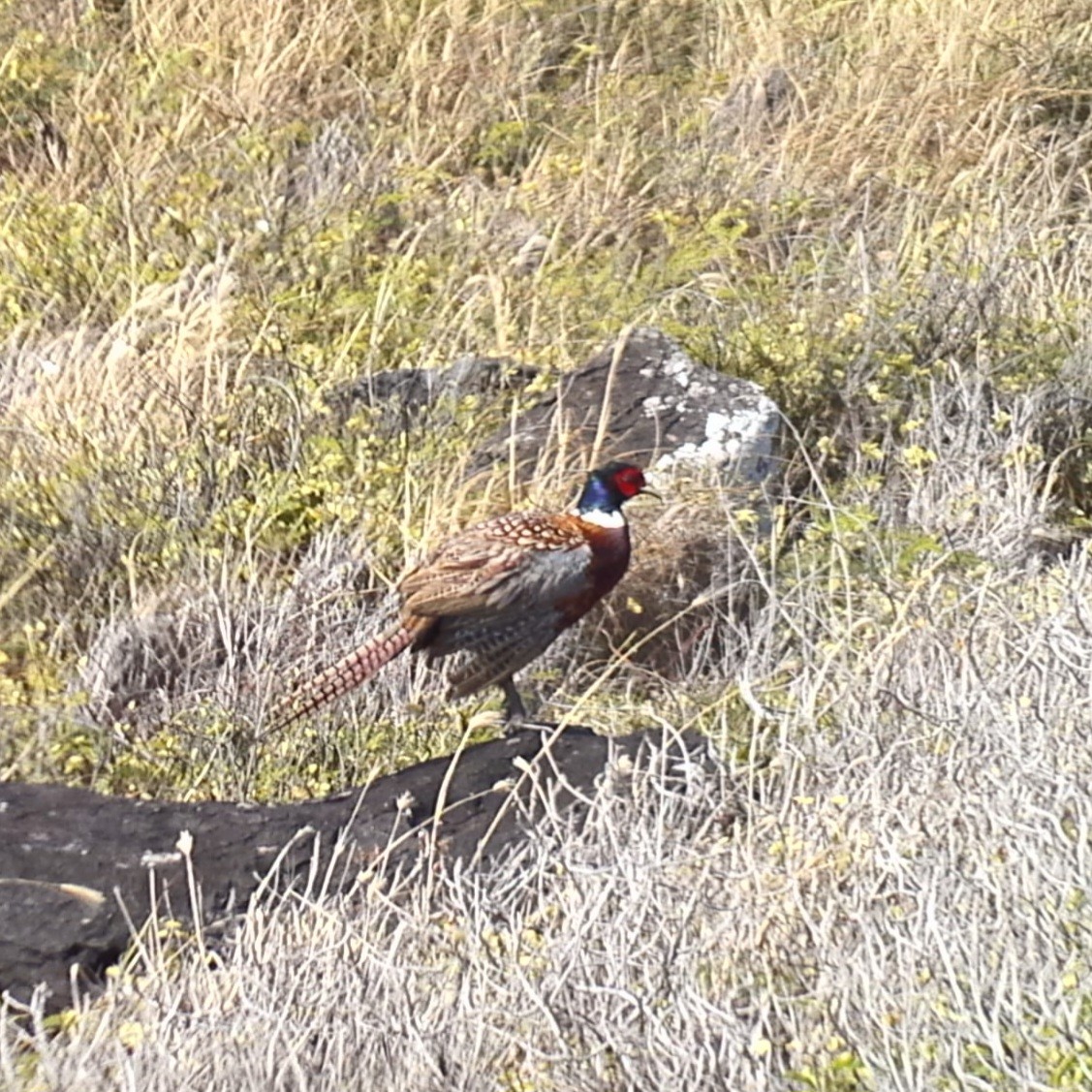 Ring-necked Pheasant - ML620881471