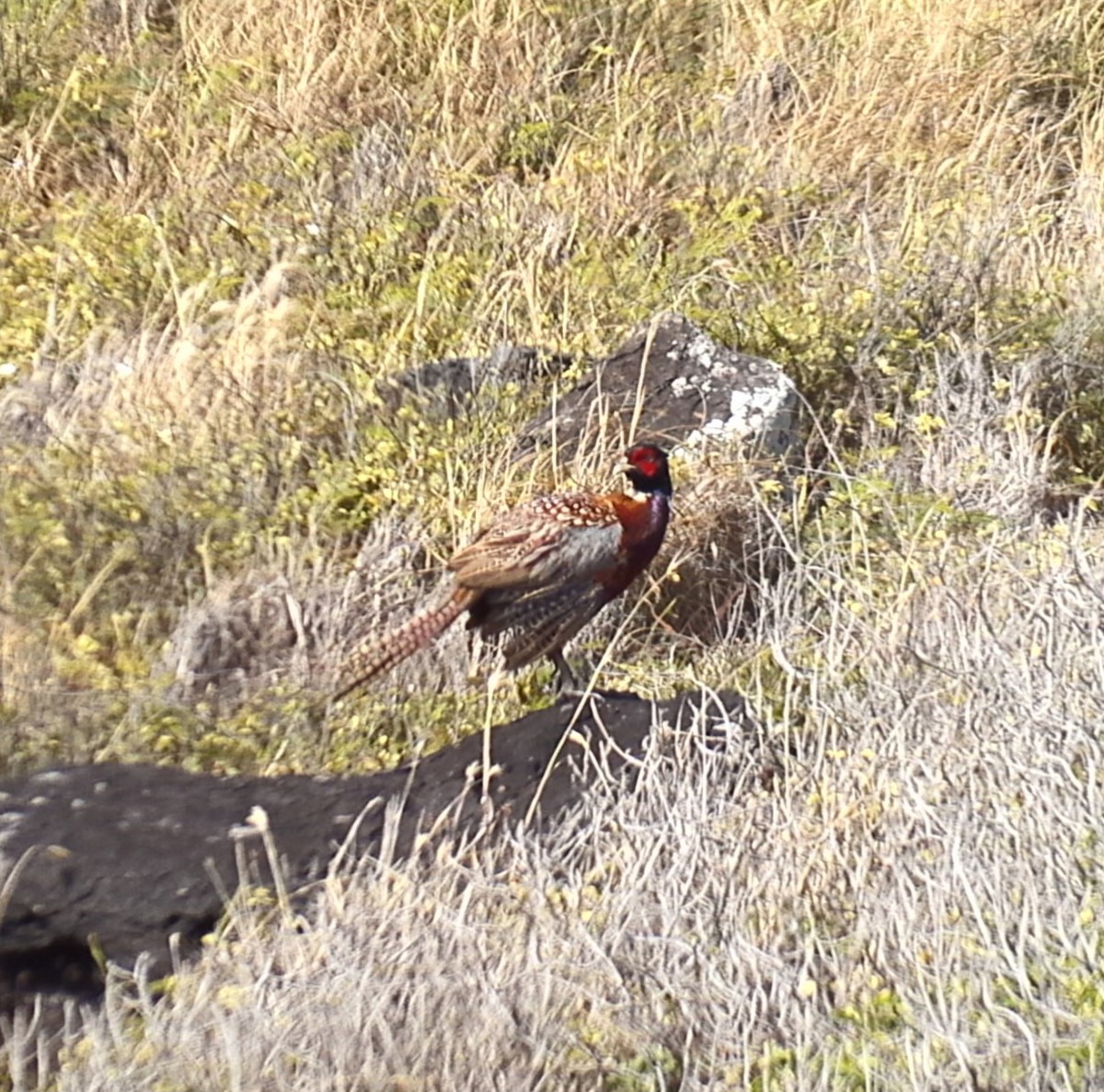 Ring-necked Pheasant - ML620881472
