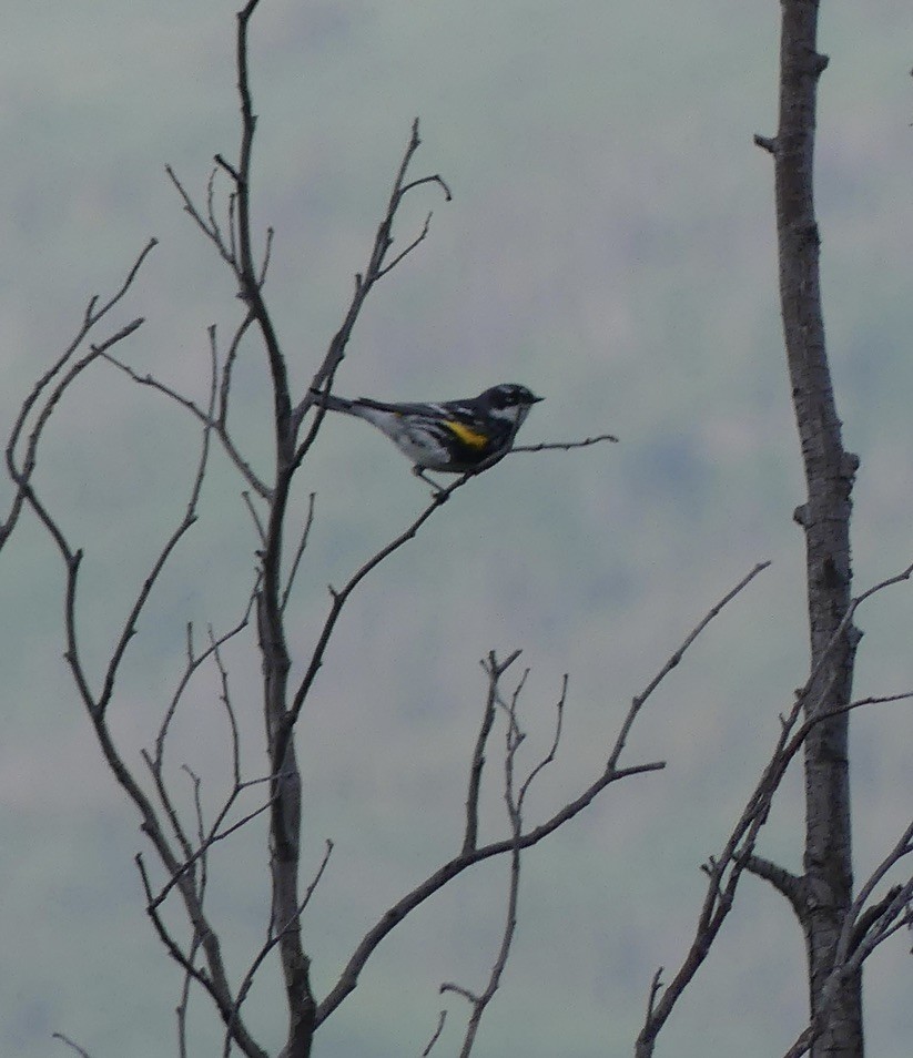 Yellow-rumped Warbler (Myrtle) - ML620881483