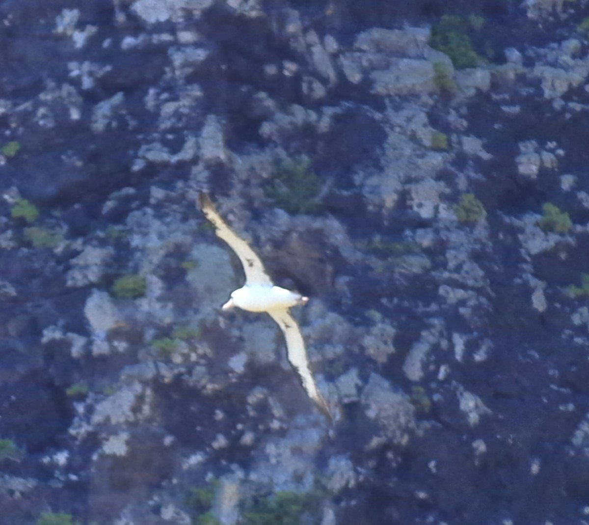 albatros laysanský - ML620881485