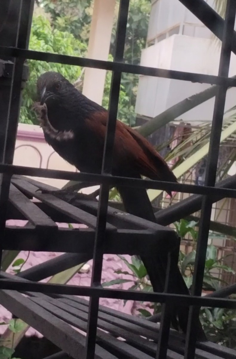 Greater Coucal - ML620881497