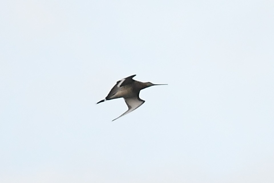 Black-tailed Godwit (melanuroides) - ML620881504
