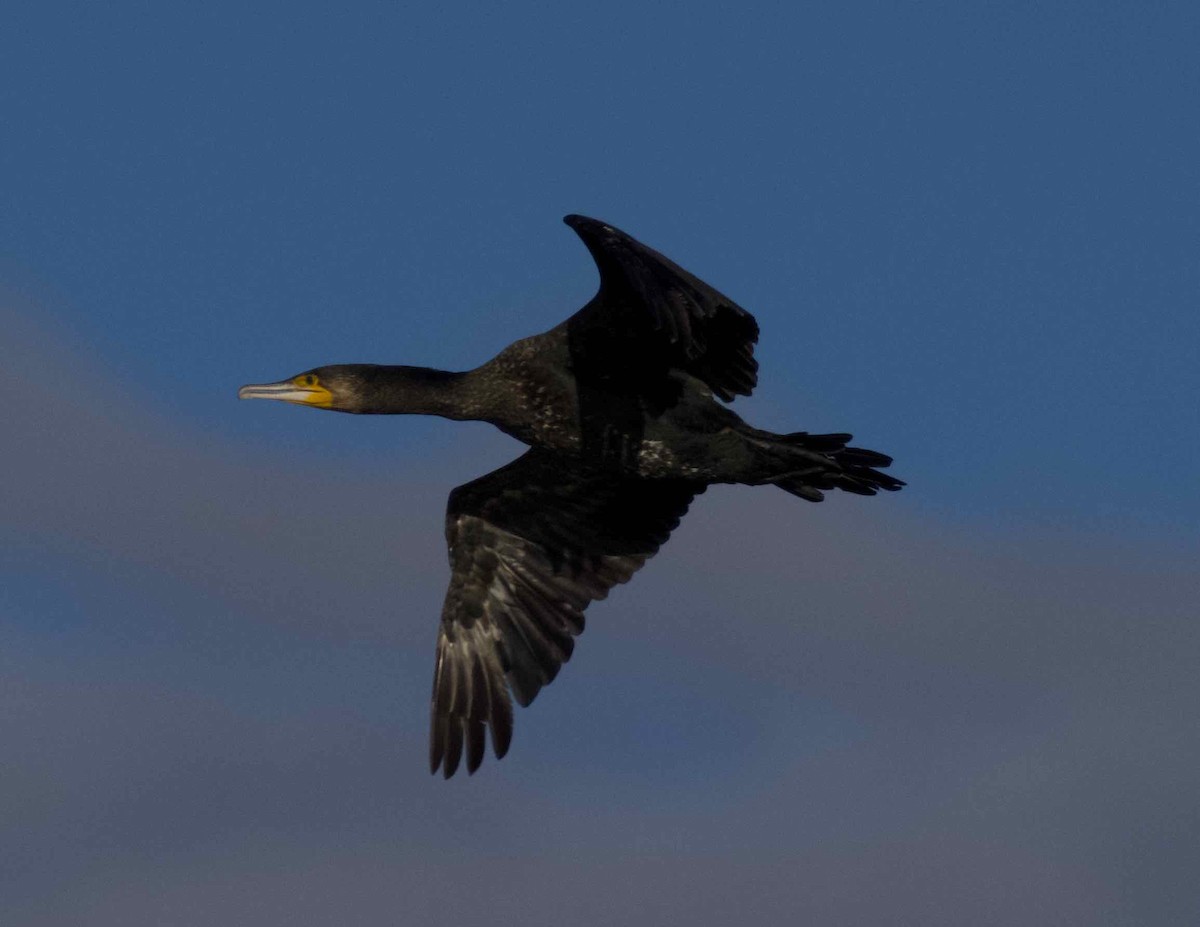 Great Cormorant (Australasian) - ML620881509