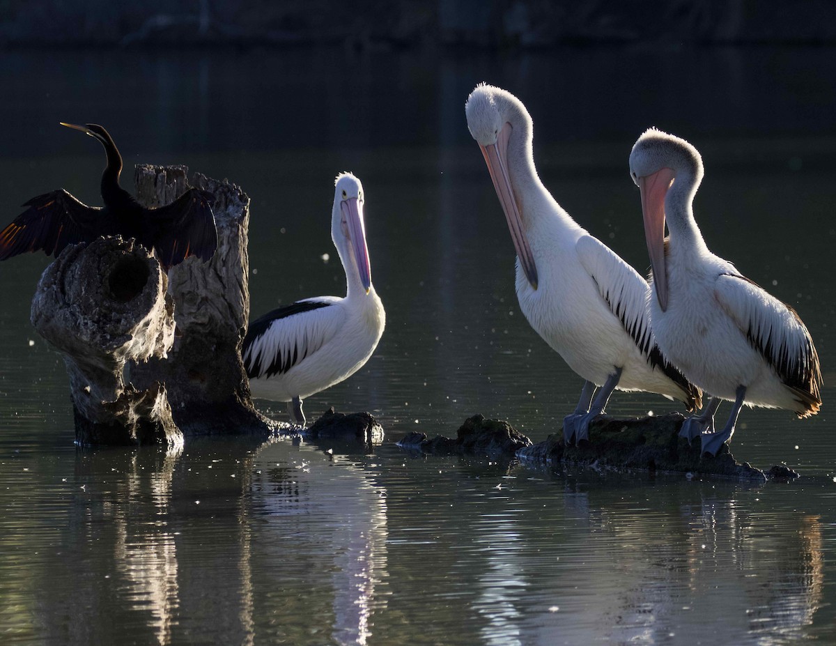 pelikán australský - ML620881512