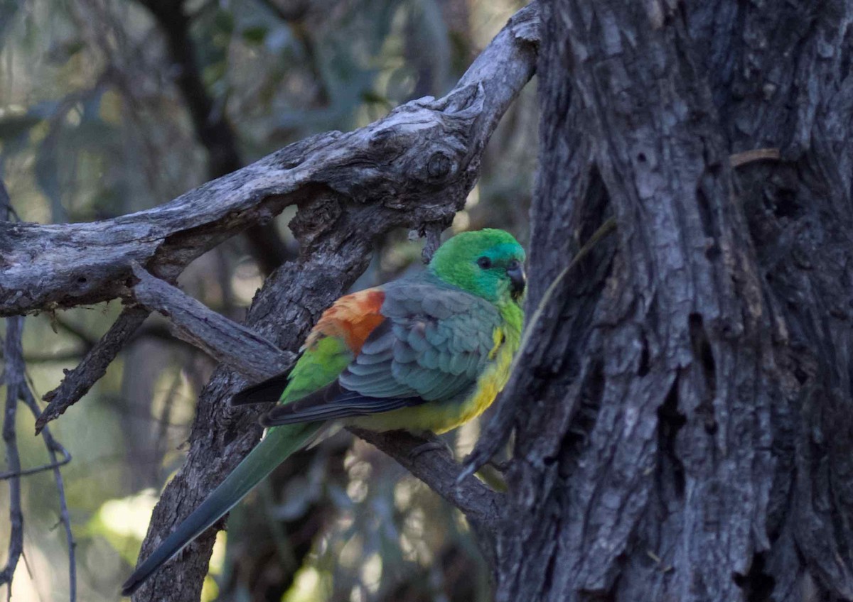 Red-rumped Parrot - ML620881516