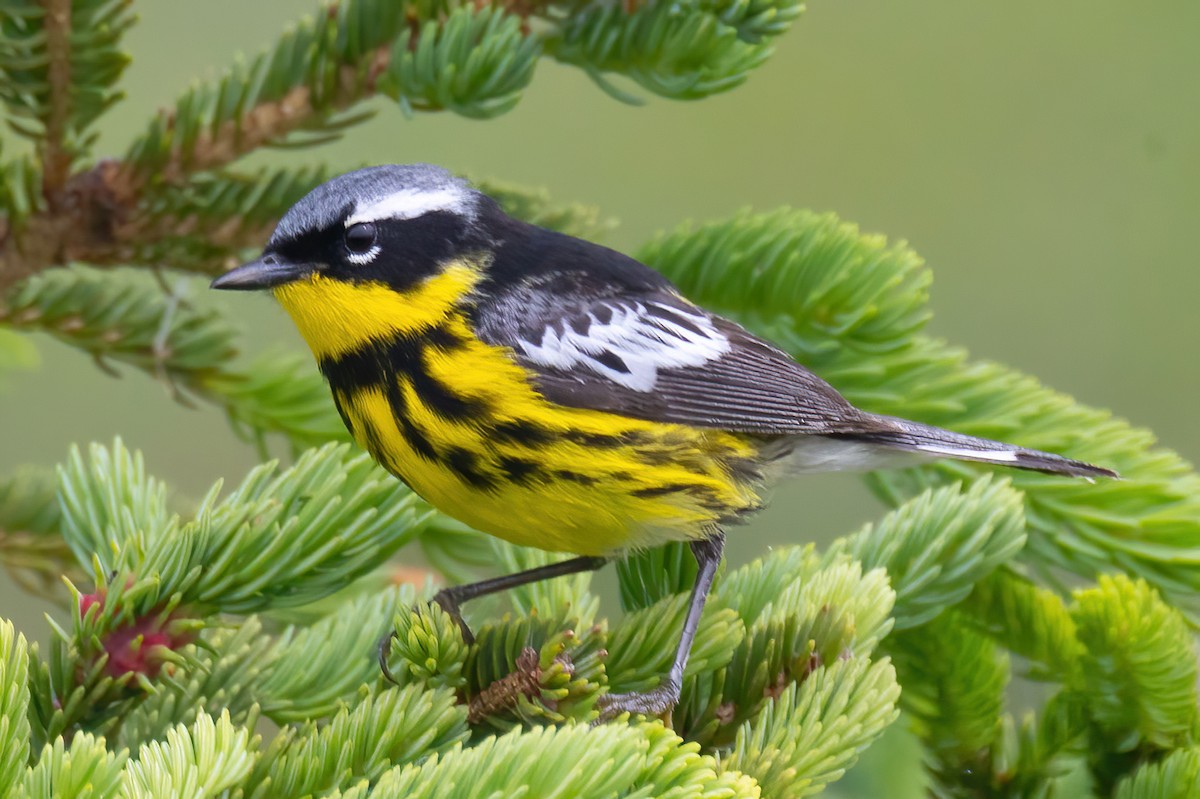 Magnolia Warbler - ML620881524