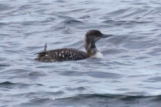Common Loon - Mitch (Michel) Doucet