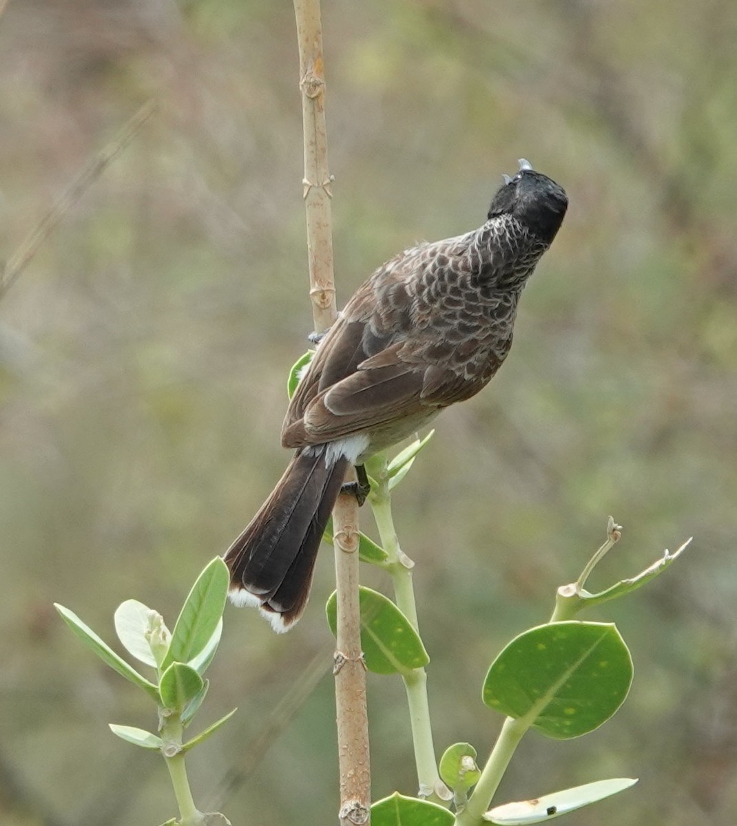 Red-vented Bulbul - ML620881555