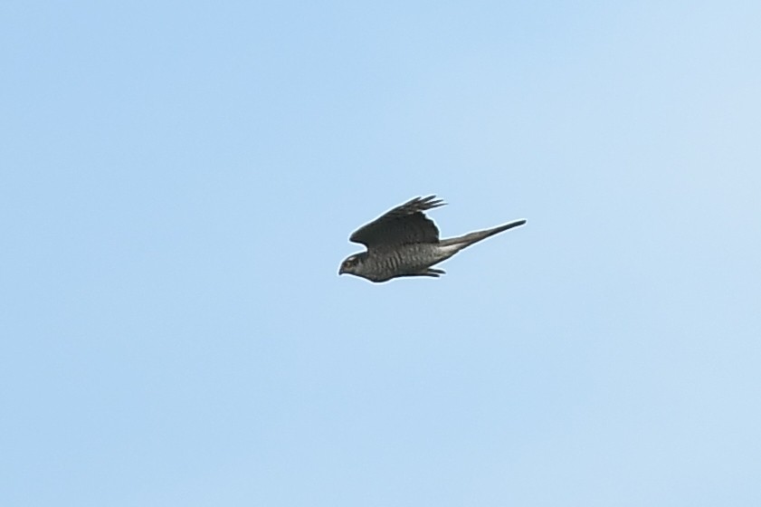 Eurasian Sparrowhawk - ML620881561