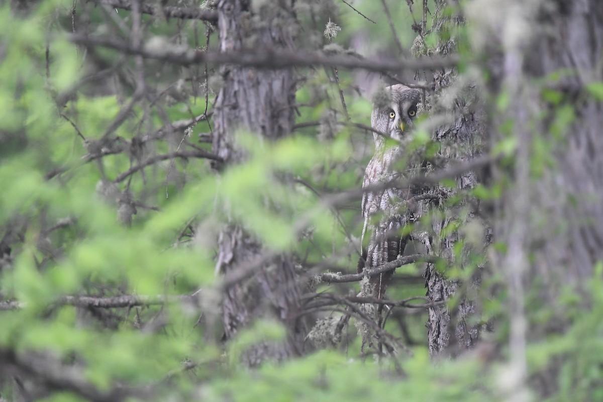 Great Gray Owl (Lapland) - ML620881572