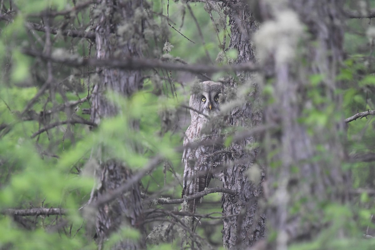 Great Gray Owl (Lapland) - ML620881574