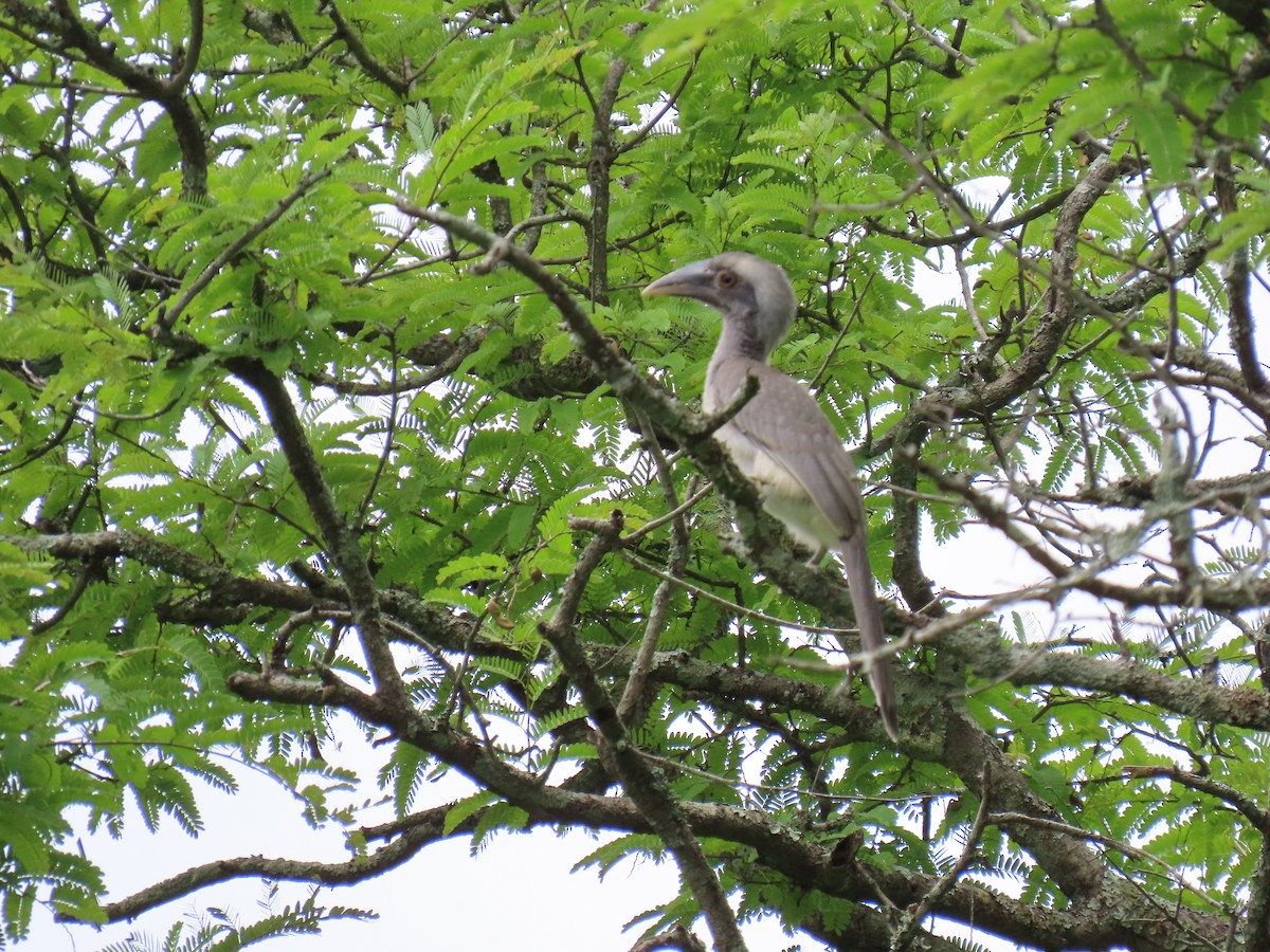 Indian Gray Hornbill - ML620881575