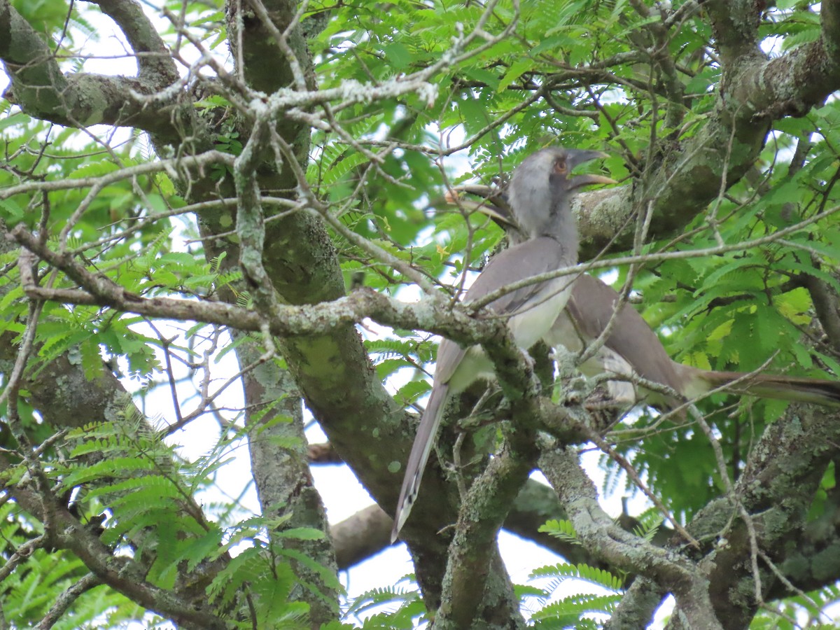 Indian Gray Hornbill - ML620881578