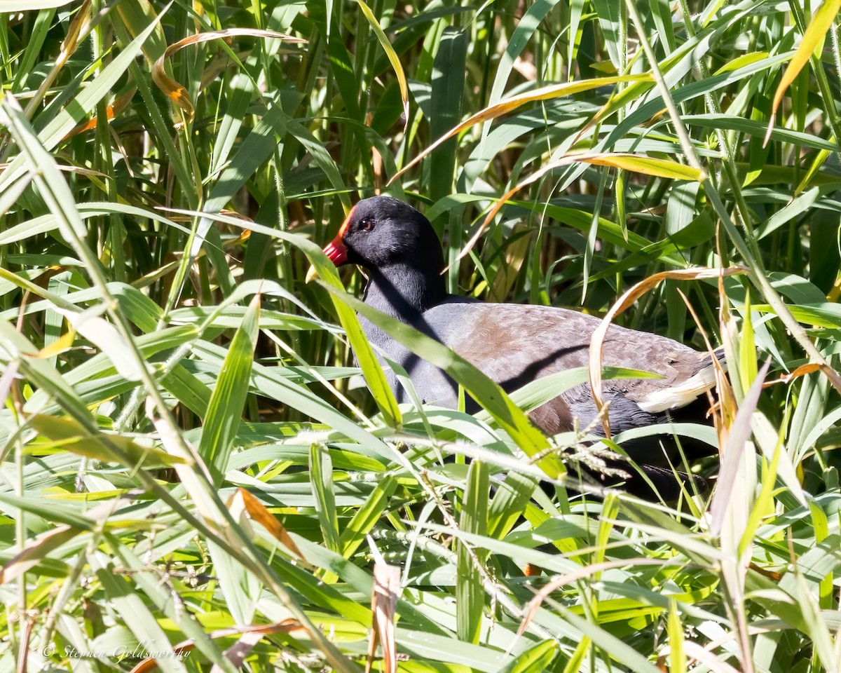 Dusky Moorhen - ML620881581