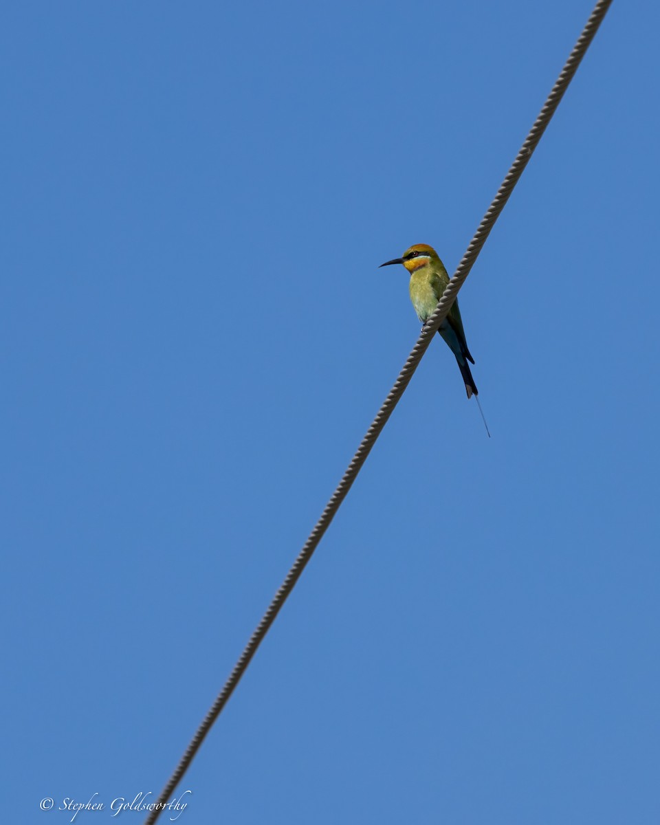 Rainbow Bee-eater - ML620881590