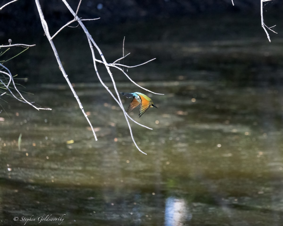 Rainbow Bee-eater - ML620881591