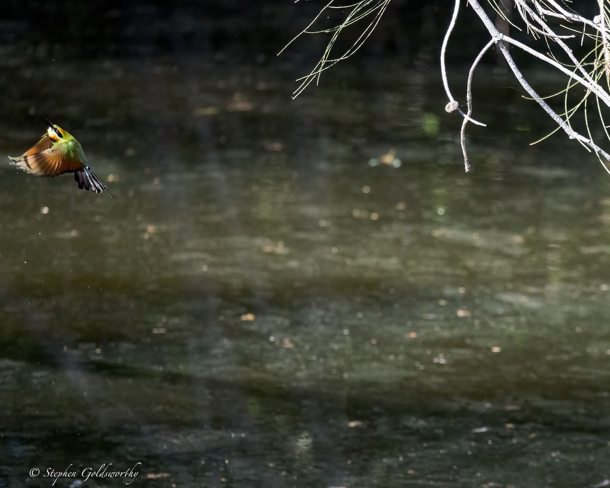 Rainbow Bee-eater - ML620881592