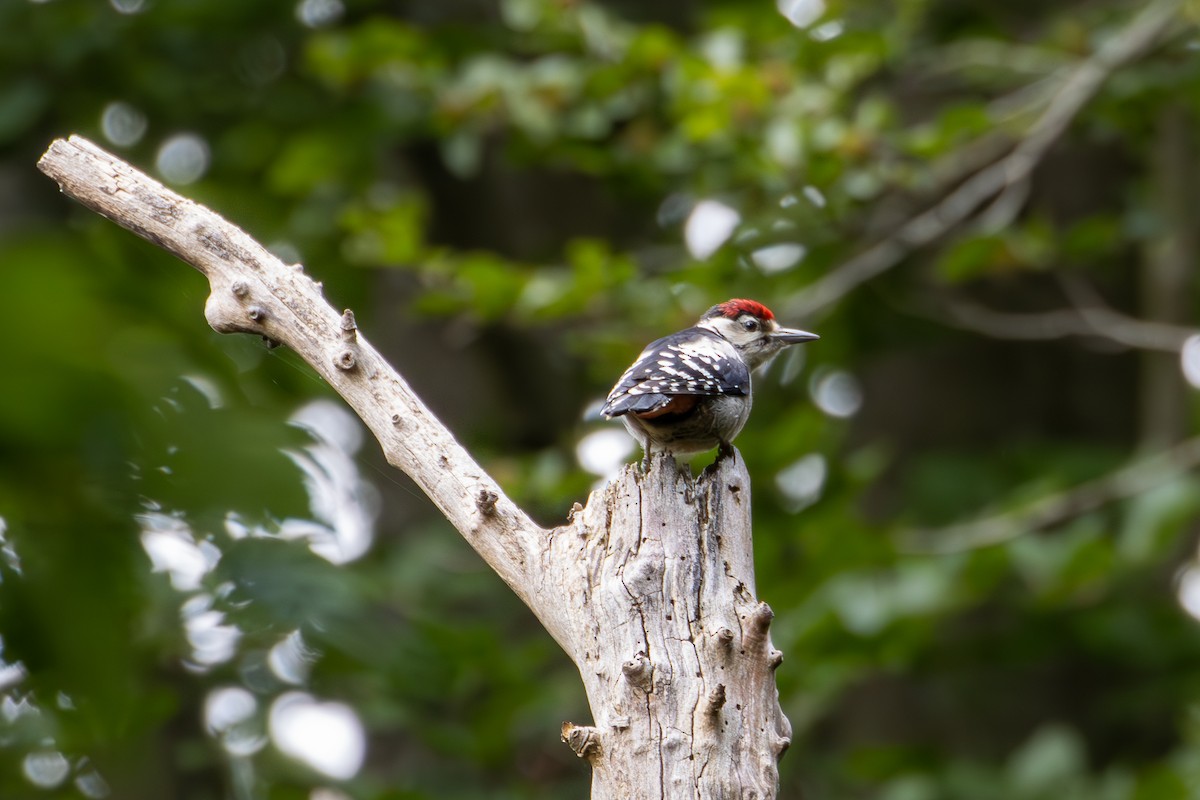Great Spotted Woodpecker - ML620881598