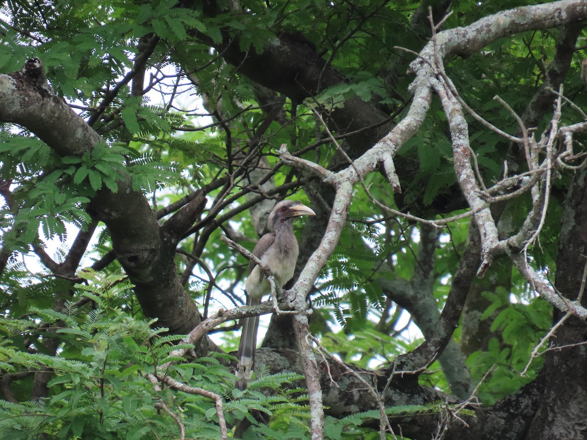 Indian Gray Hornbill - ML620881602
