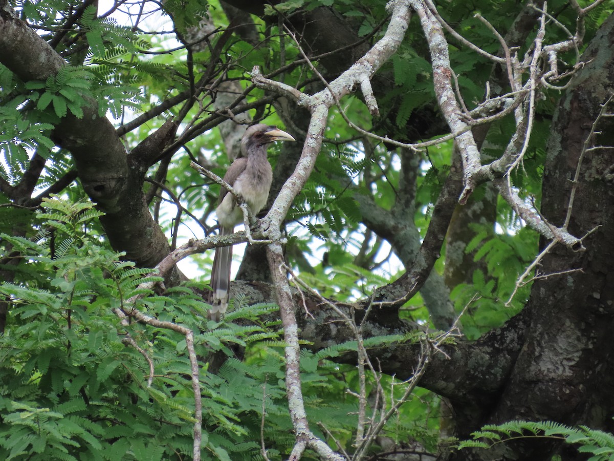 Indian Gray Hornbill - ML620881603