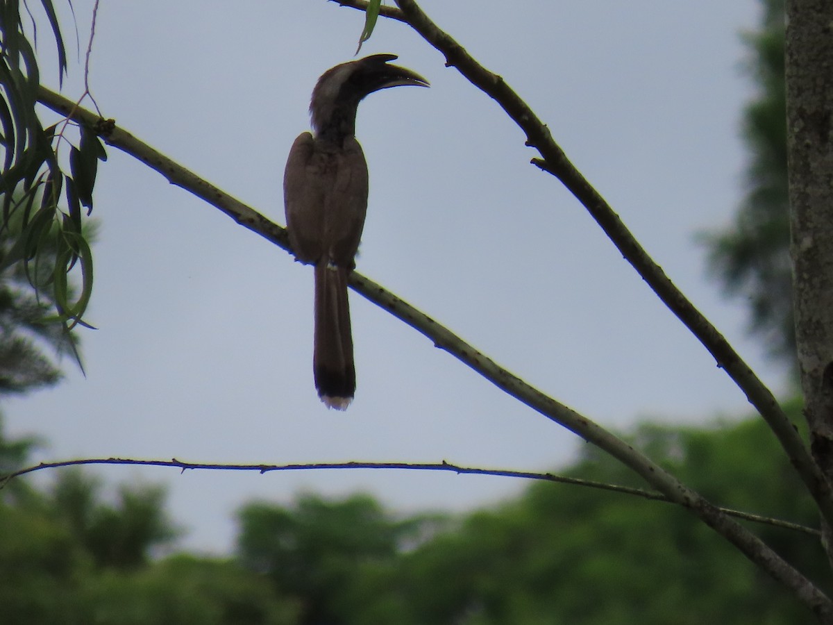 Indian Gray Hornbill - ML620881607