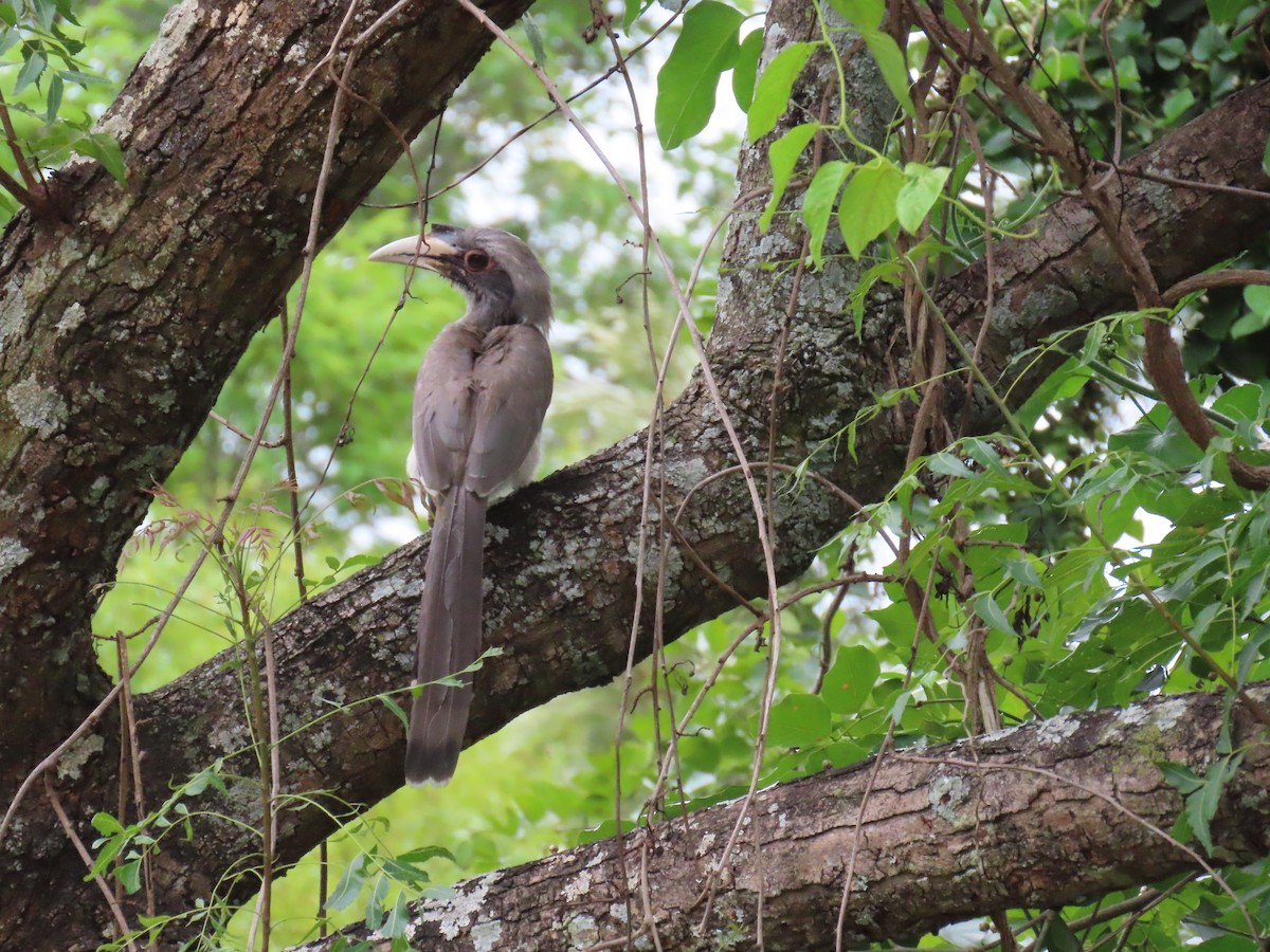 Indian Gray Hornbill - ML620881612