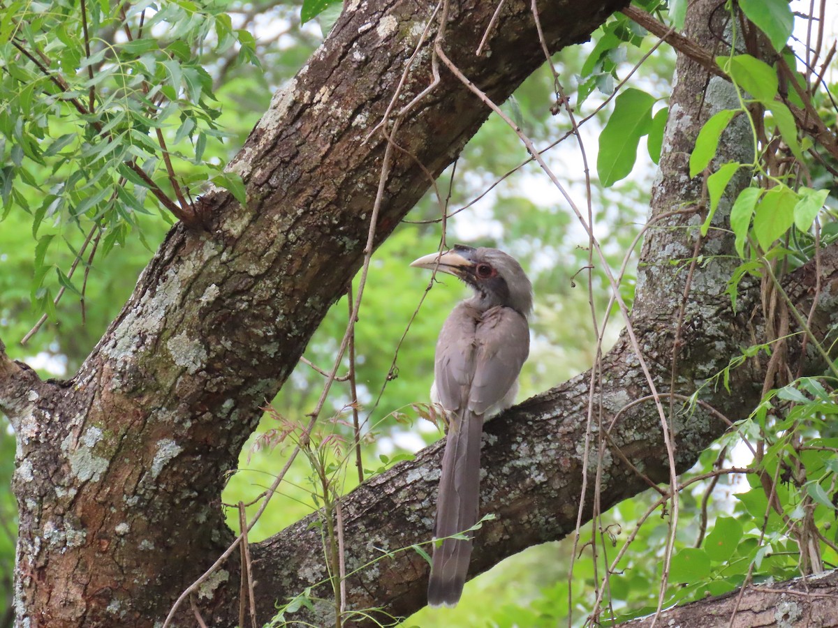 Indian Gray Hornbill - GANAPATHI Palanisamy