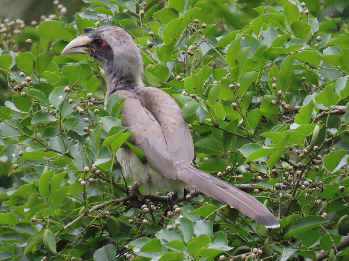 Indian Gray Hornbill - ML620881621