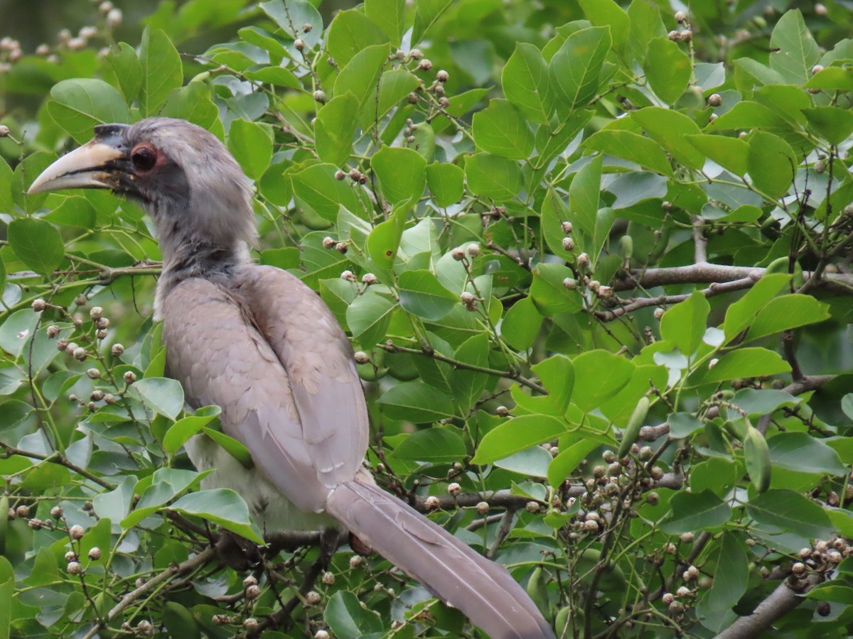 Indian Gray Hornbill - ML620881622