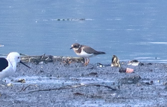 Common Ringed Plover - ML620881630