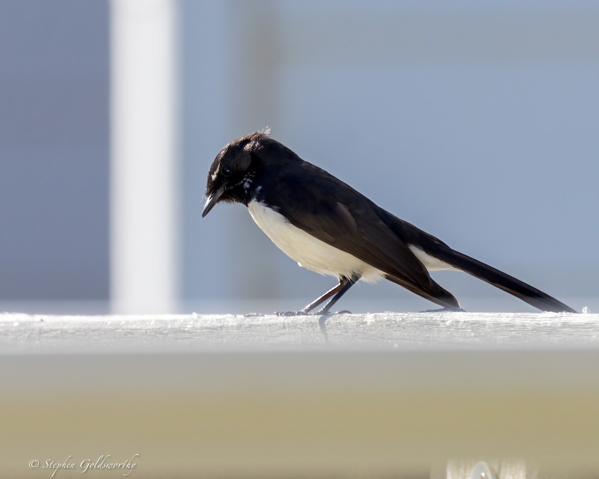 Willie-wagtail - ML620881635