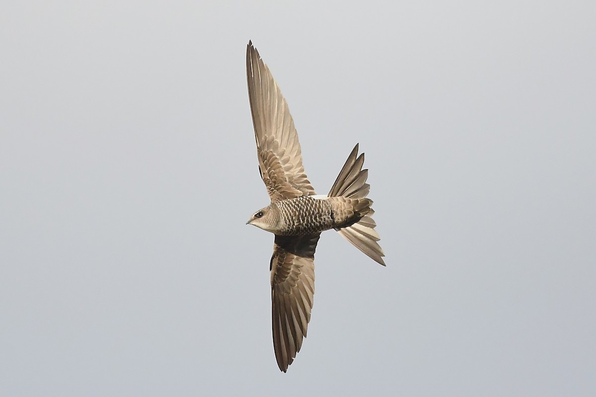 Pacific Swift - ML620881667