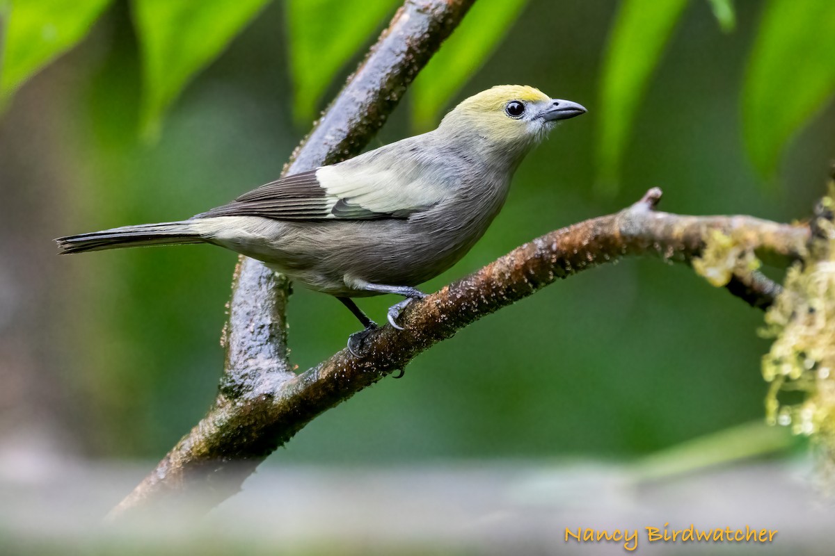 Palm Tanager - ML620881681