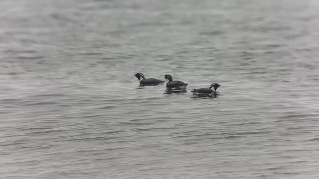 Ancient Murrelet - ML620881688