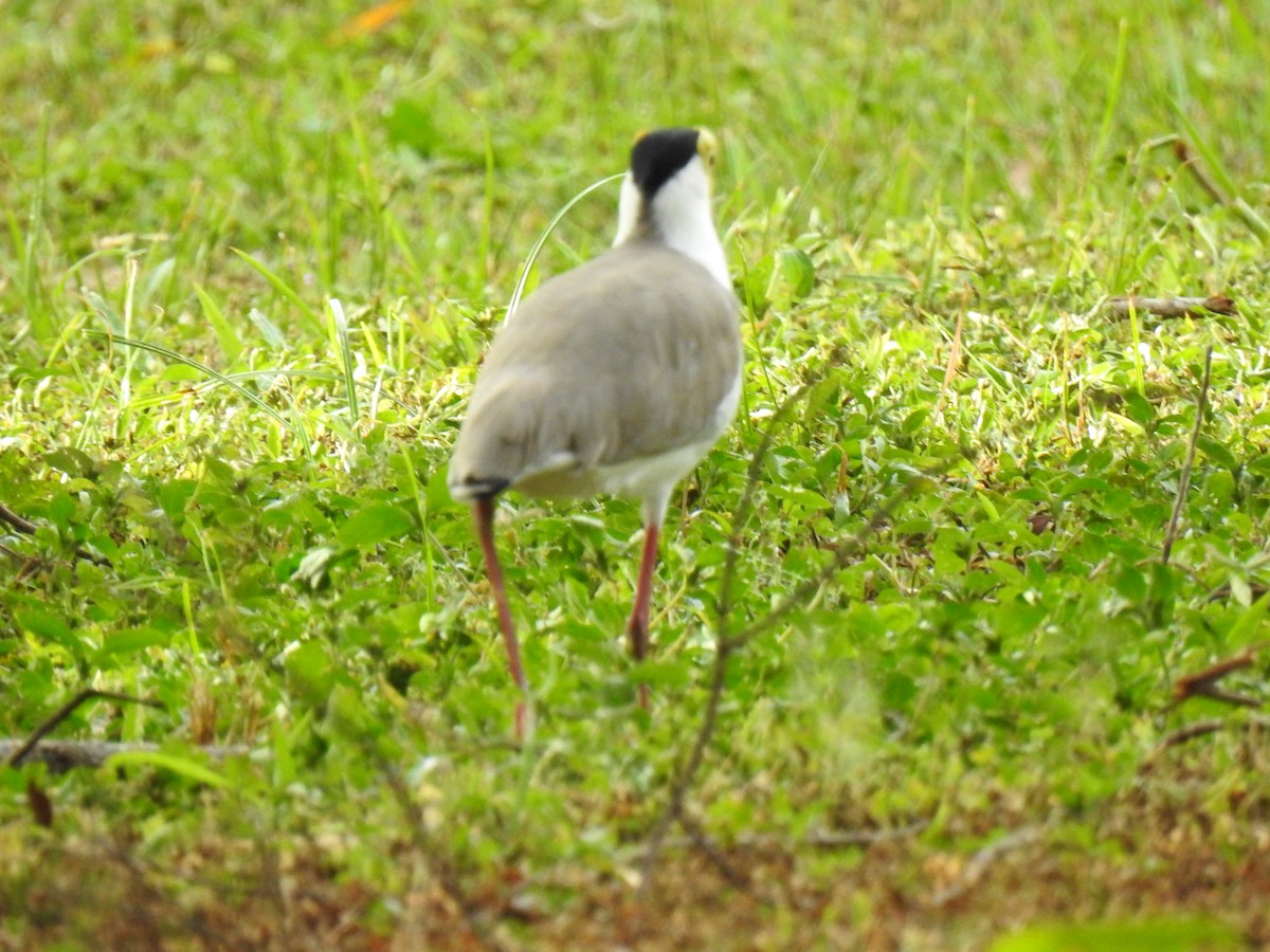 Masked Lapwing - ML620881700