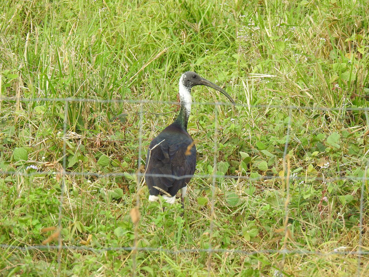 ibis slámokrký - ML620881719