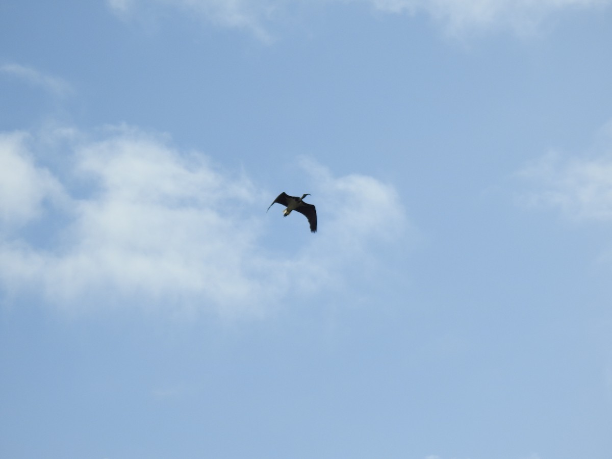 ibis slámokrký - ML620881720