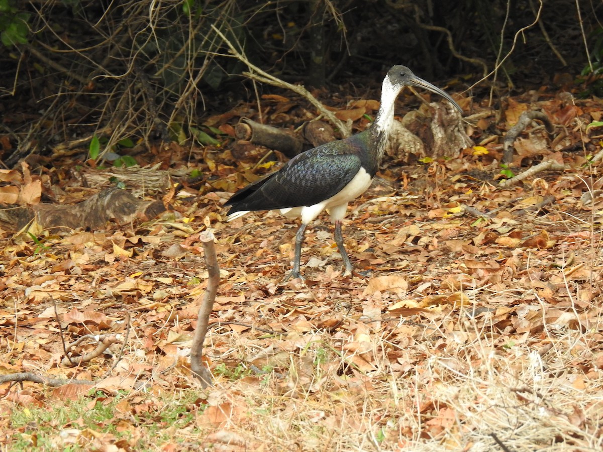 ibis slámokrký - ML620881726