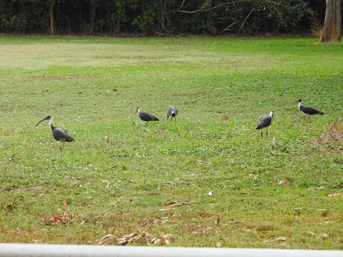 ibis slámokrký - ML620881727