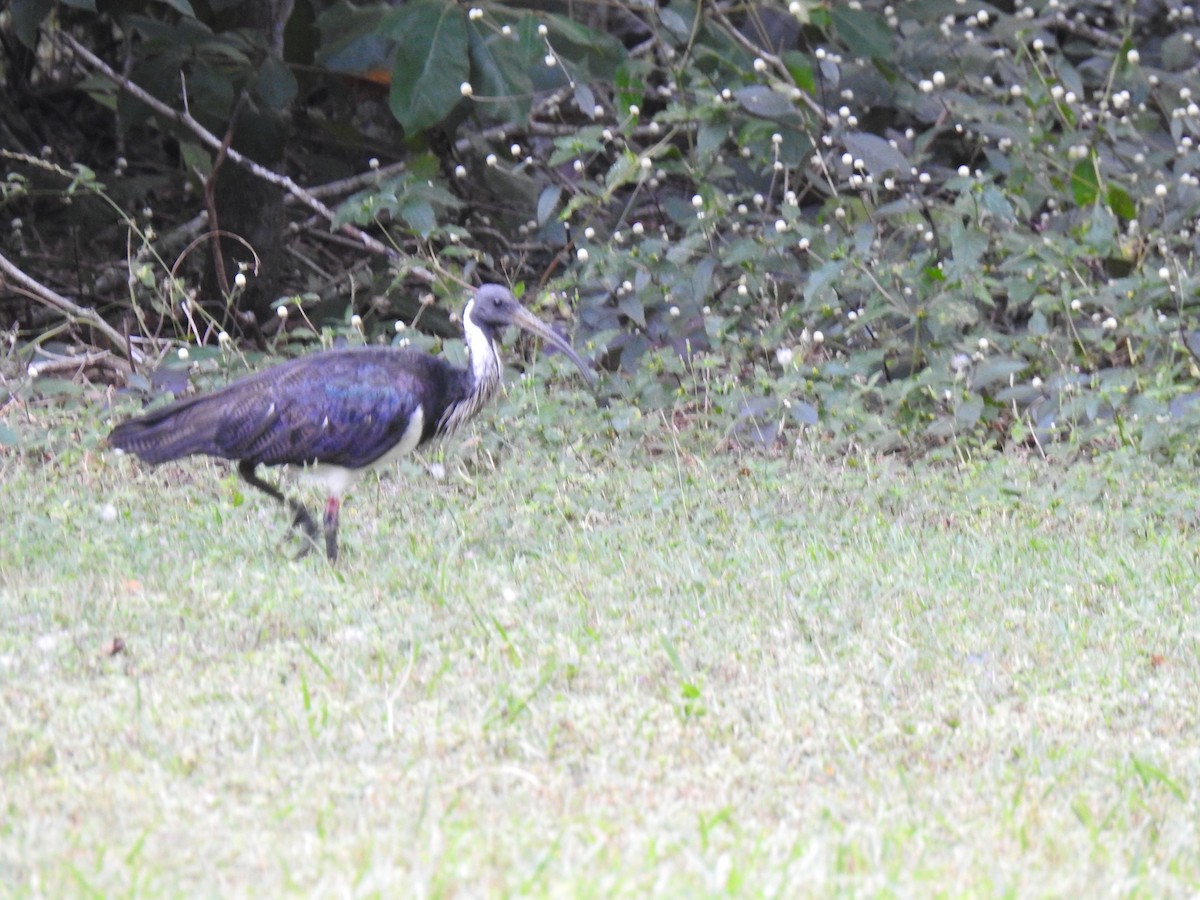 ibis slámokrký - ML620881728
