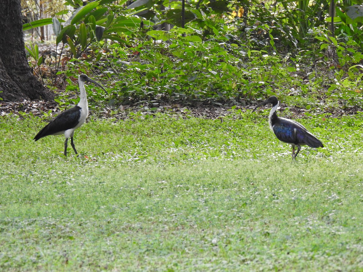 Straw-necked Ibis - ML620881730