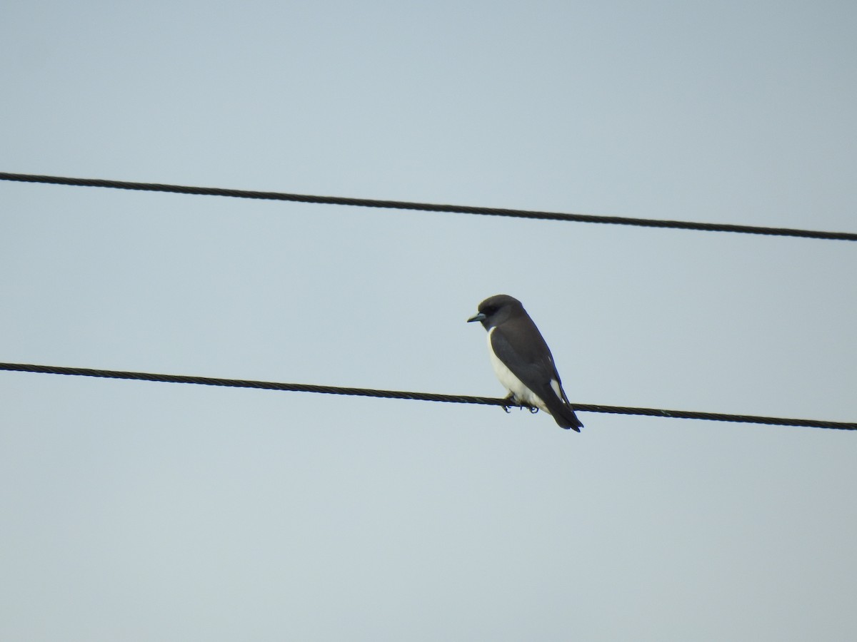 White-breasted Woodswallow - ML620881736