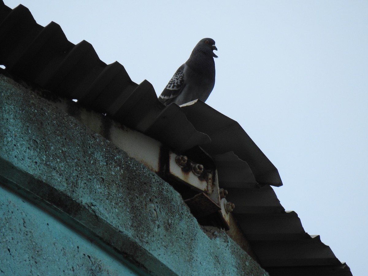 Rock Pigeon (Feral Pigeon) - ML620881769