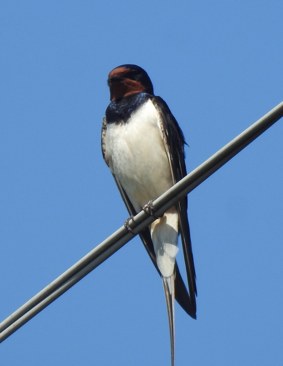 Barn Swallow - ML620881791