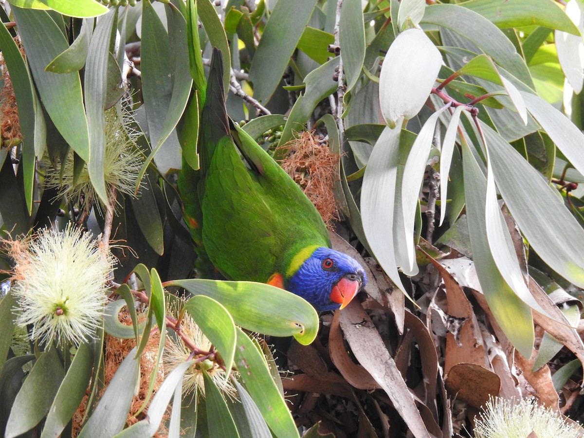 Rainbow Lorikeet - ML620881793