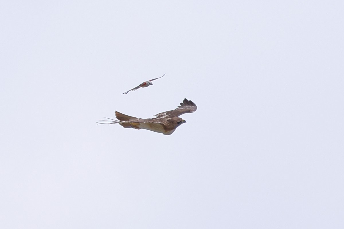 Red-tailed Hawk - ML620881798