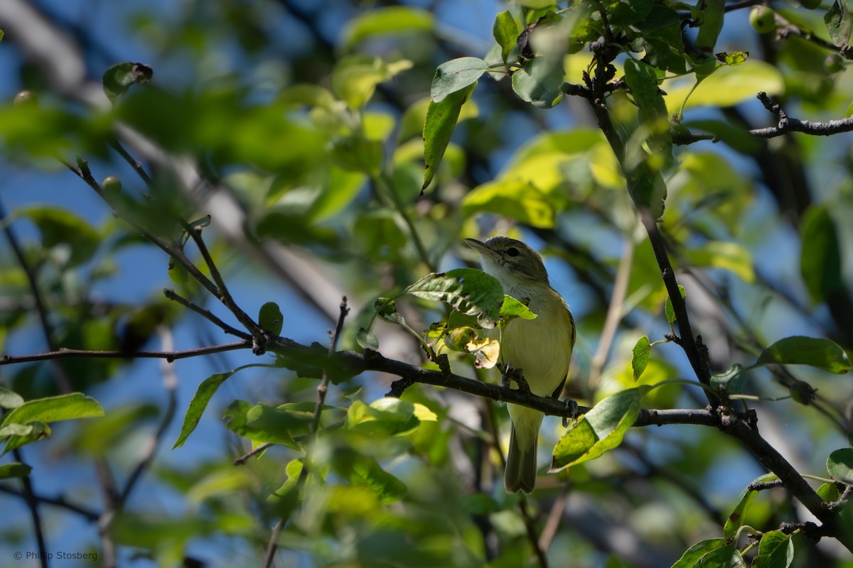 Bell's Vireo - ML620881799