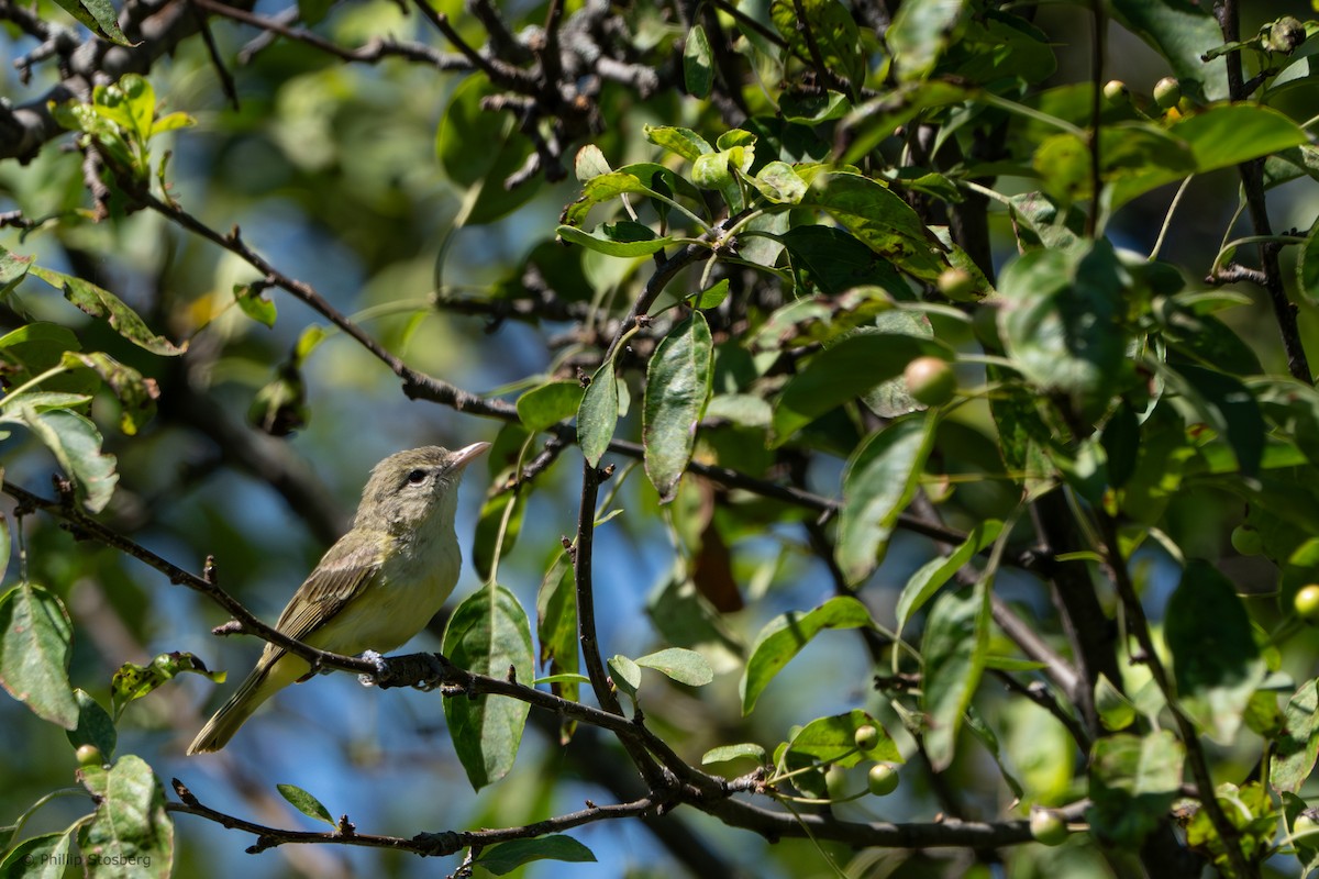 Bell's Vireo - ML620881801