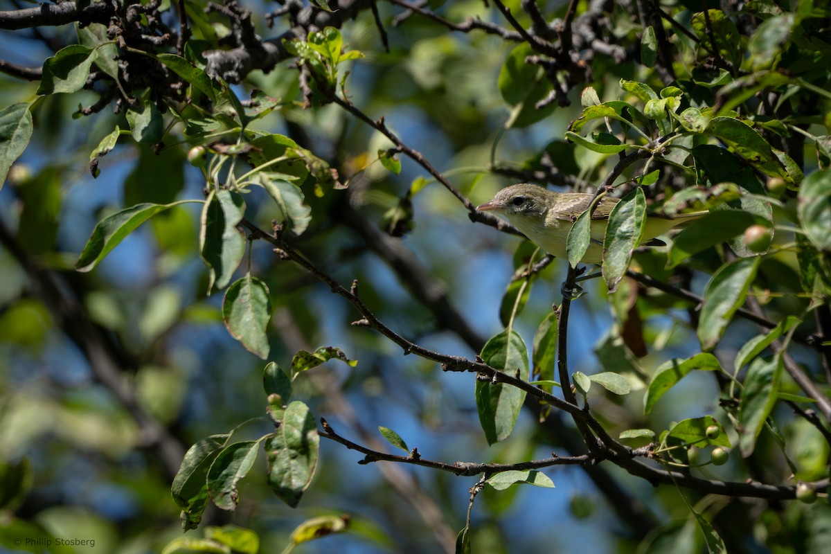 Vireo de Bell - ML620881802